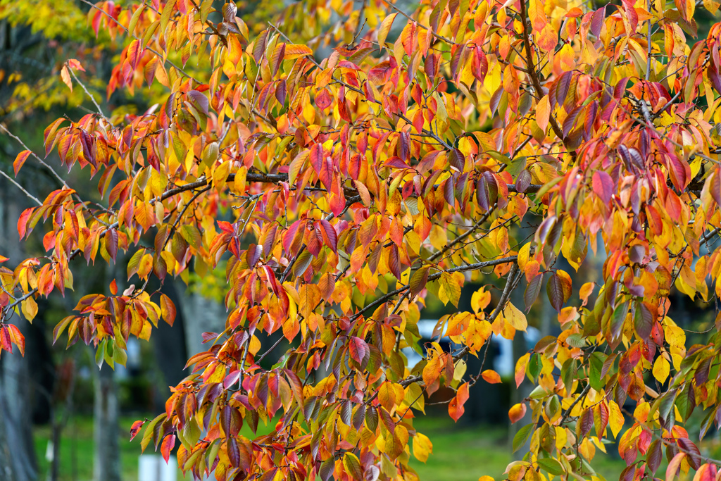 色付く桜葉