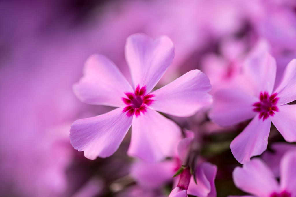 芝桜 2