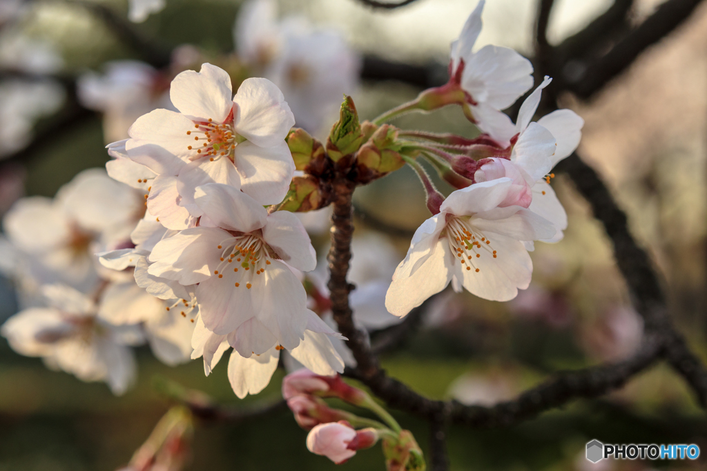 The cherry blossoms 1