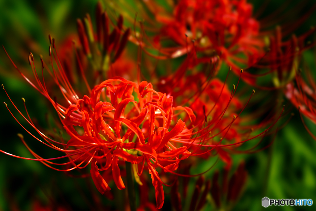 Lycoris
