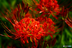 Lycoris