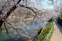 公園のさくら 3