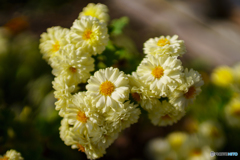 小菊