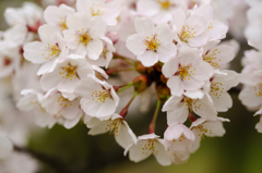 桜 1