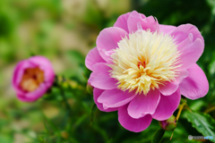 芍薬