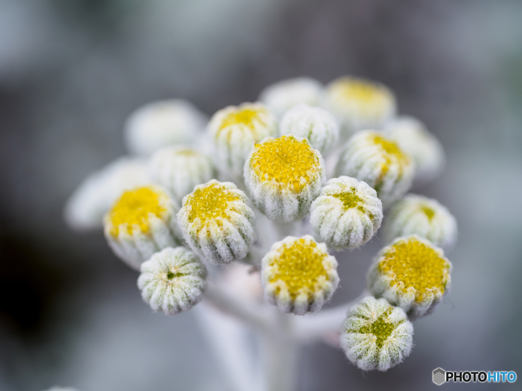 The flower buds