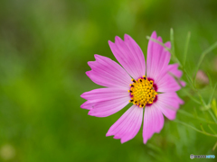 夏桜？