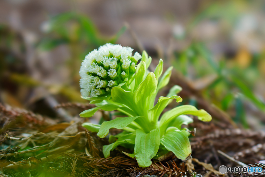 蕗の薹 1