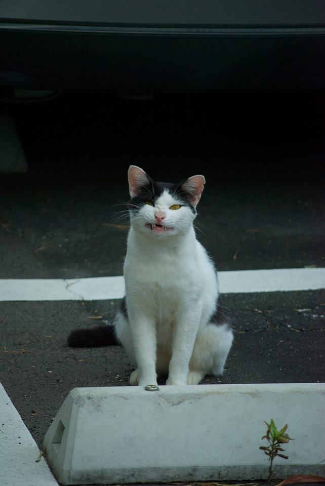 猫