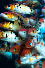 鯉の稚魚