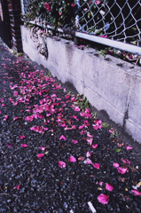 椿の落下