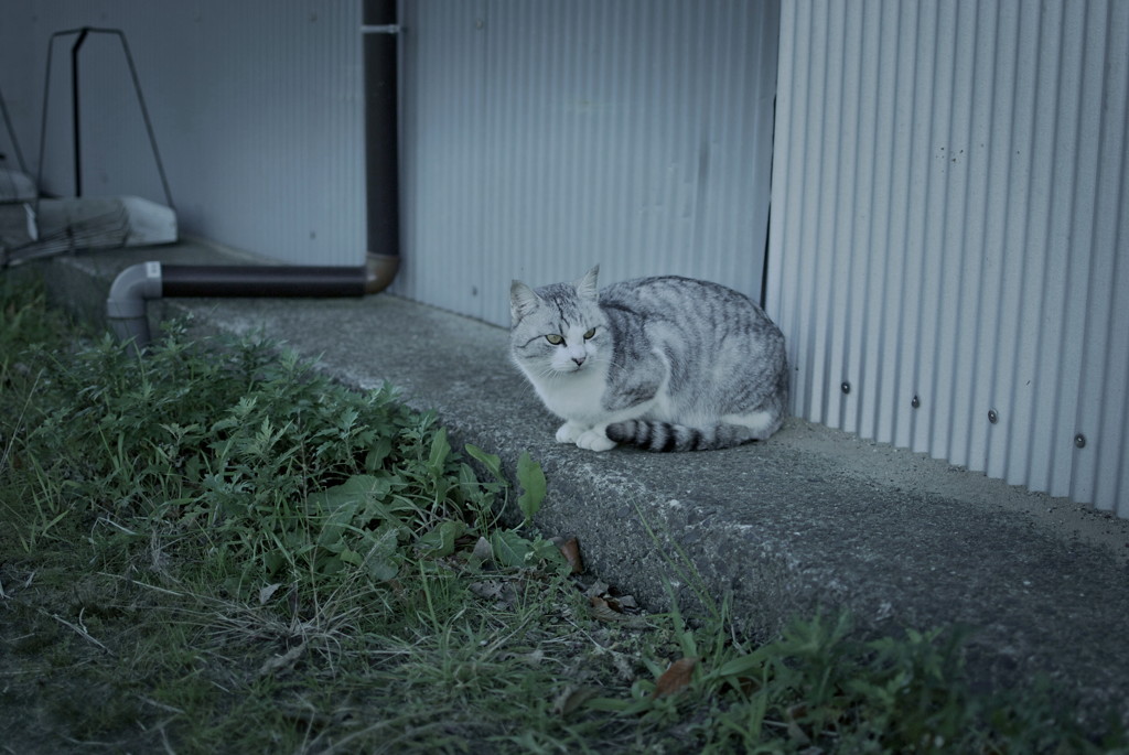 猫