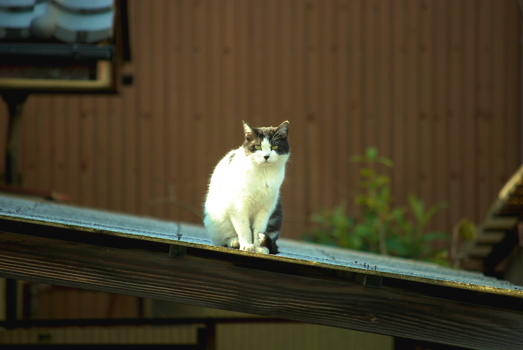 猫