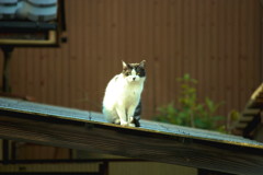 猫