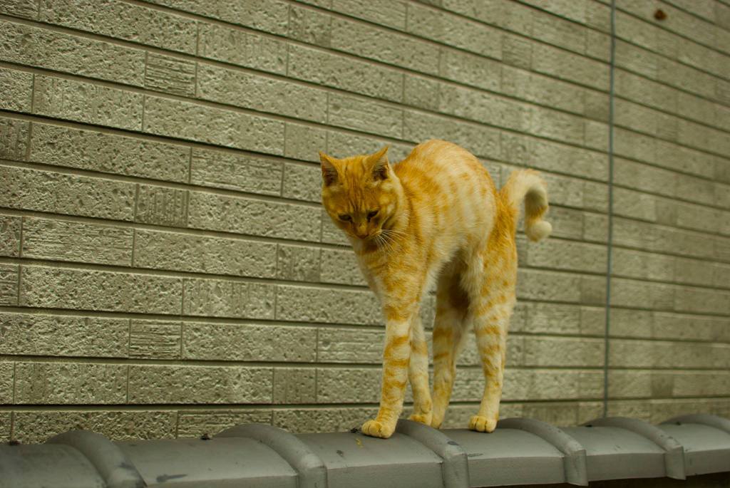 猫