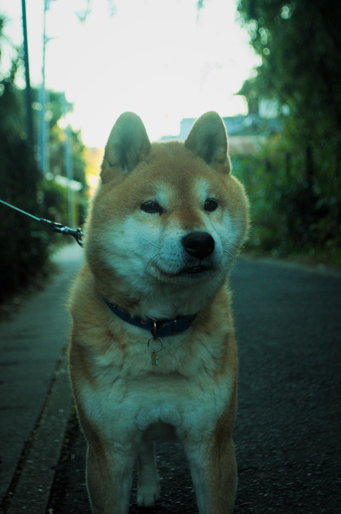 犬