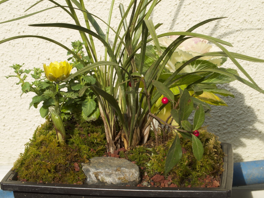 福寿草の寄せ植え
