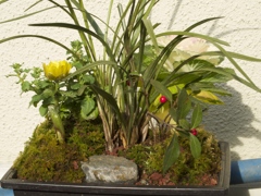 福寿草の寄せ植え