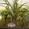 福寿草の寄せ植え