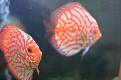 Discus