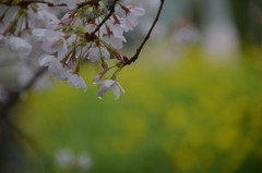 しずく