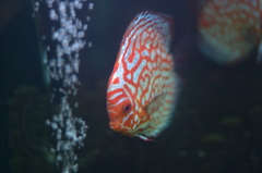 Discus
