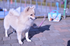 20150112相模原公園のマル