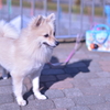 20150112相模原公園のマル