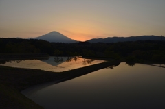水面に映える、稲と富士。