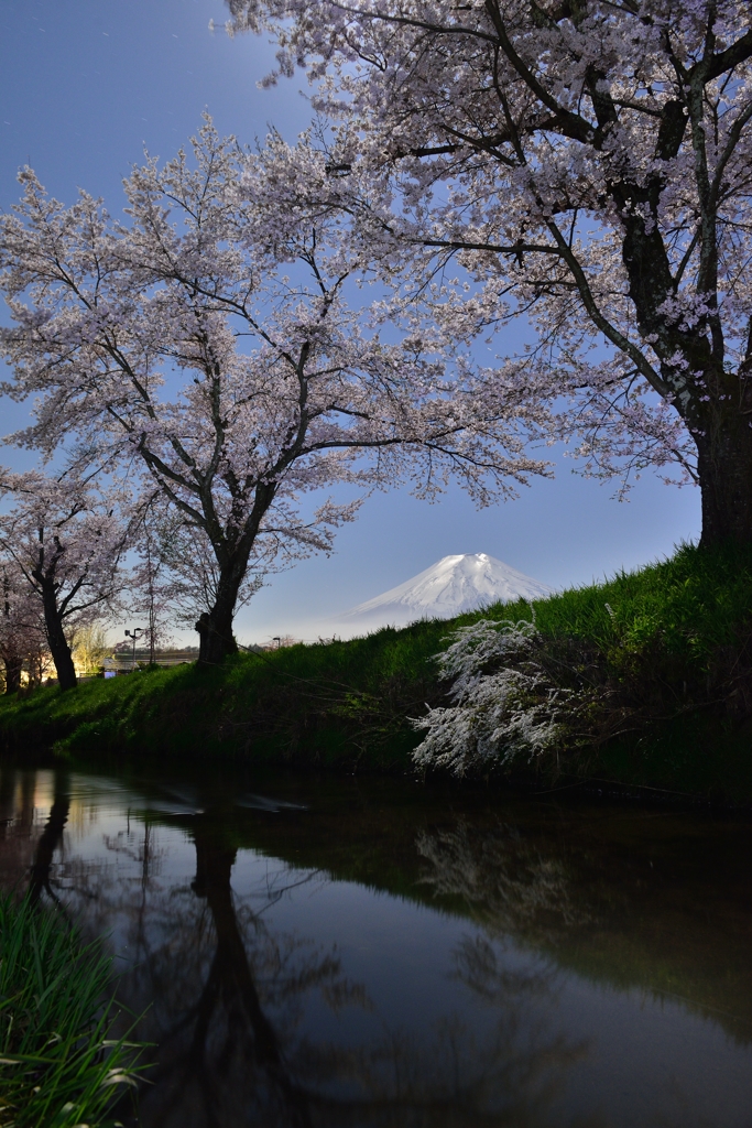 夜桜が美しい。