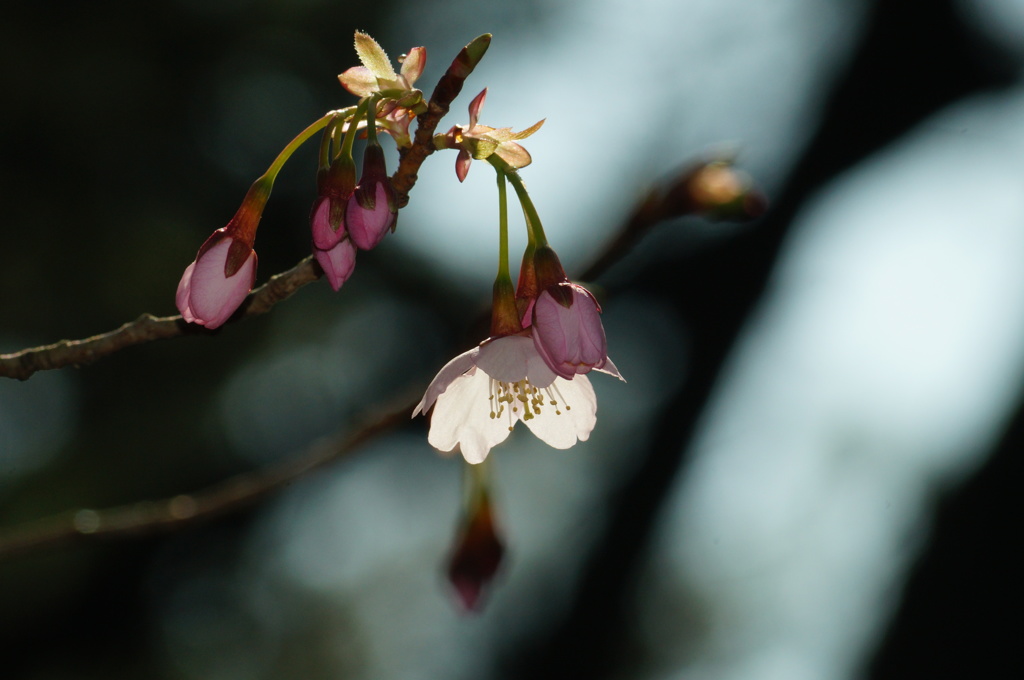 桜…１輪