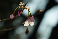 桜…１輪