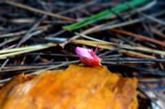 残念桜