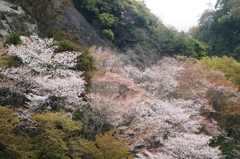 山桜