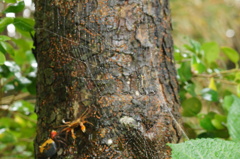 木登りカニを見る？それとも・・・手前の蜘蛛をみる？