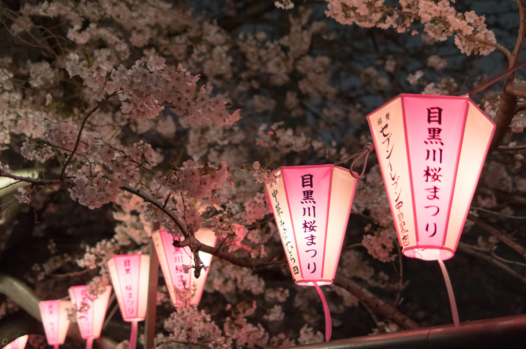 目黒川桜祭り