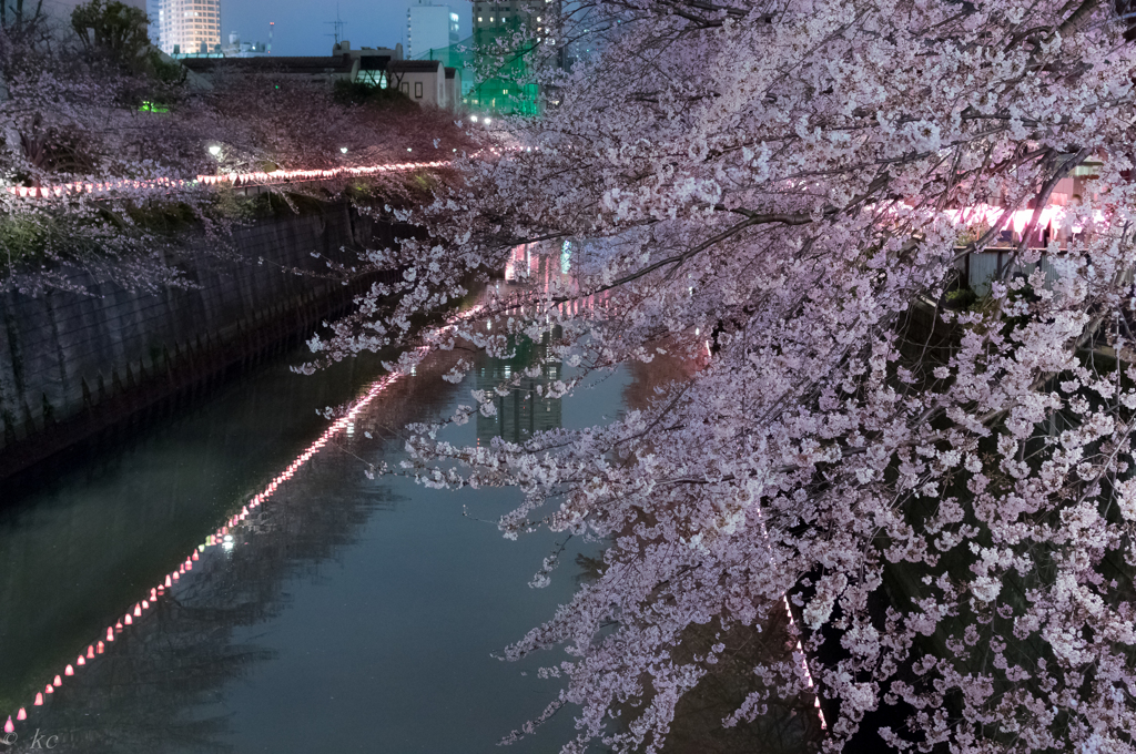 目黒川桜祭り