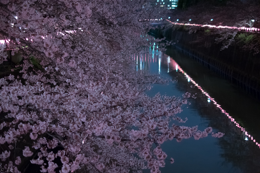 目黒川桜祭り