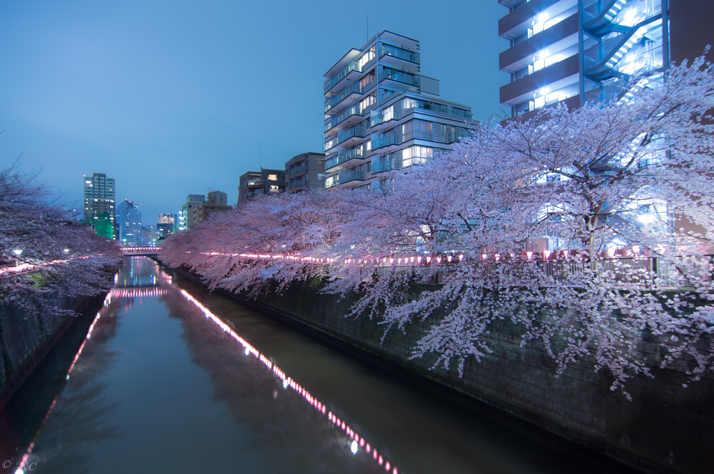 目黒川桜祭り