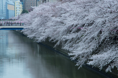 桜満開＠目黒川