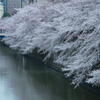 桜満開＠目黒川