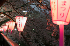 目黒川桜祭り