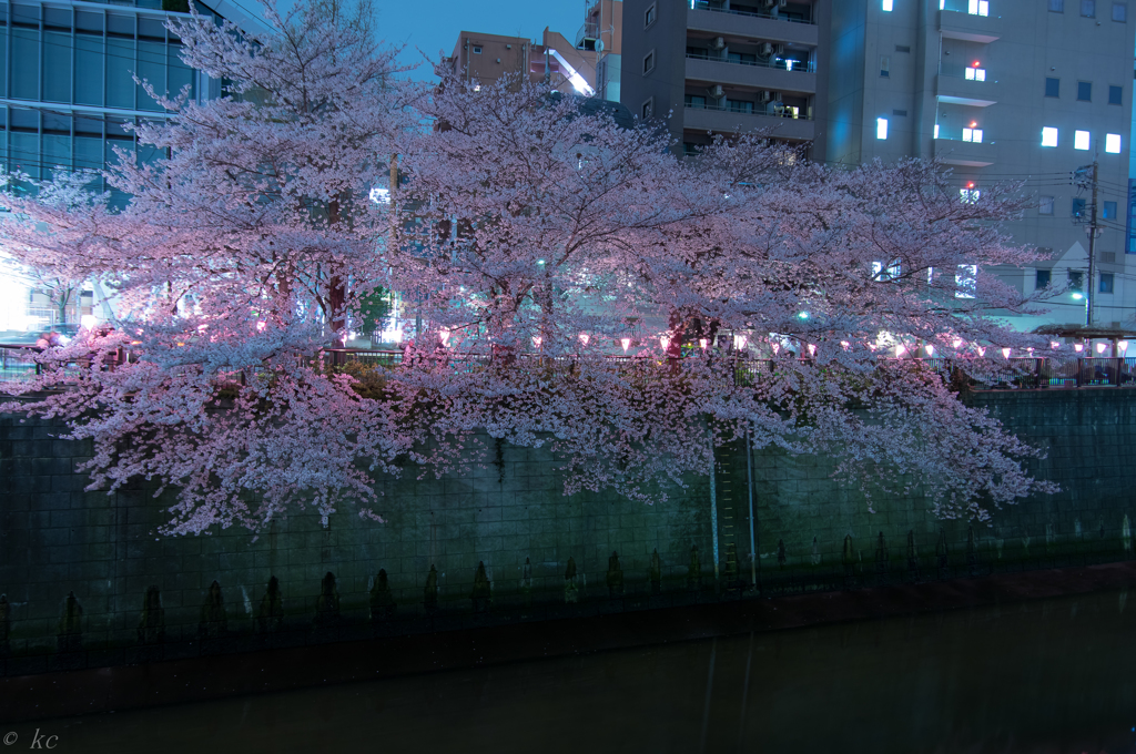 目黒川桜祭り