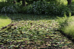 IMG_2621_1