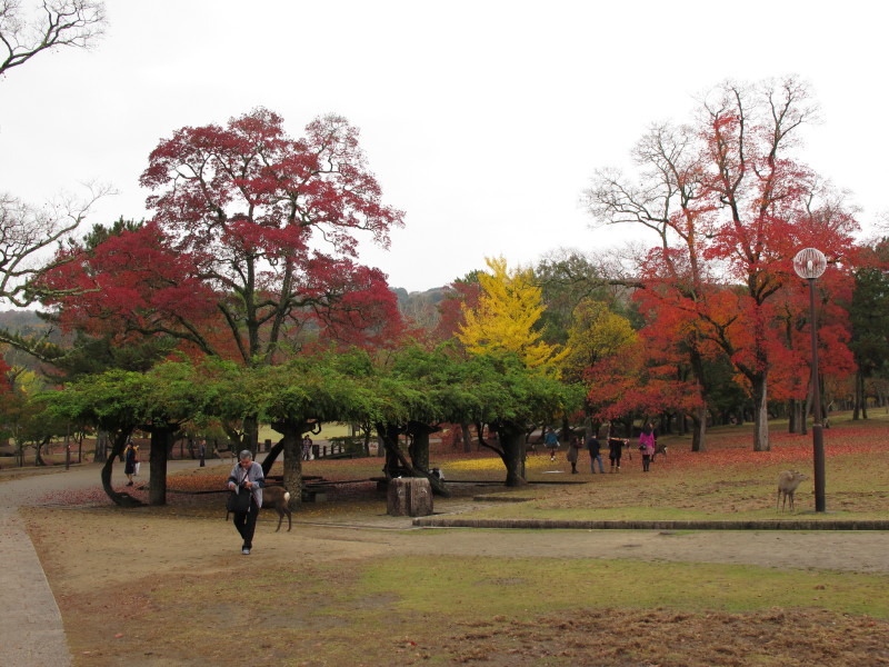 秋の奈良公園