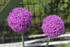 IMG_2573_1