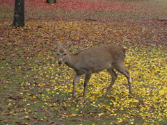 秋の奈良公園