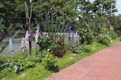 IMG_2572_1
