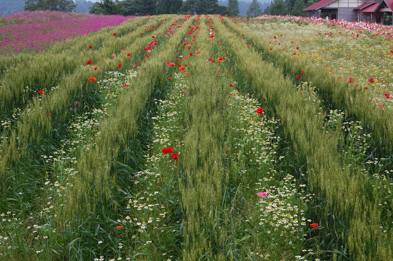 DSC_2635
