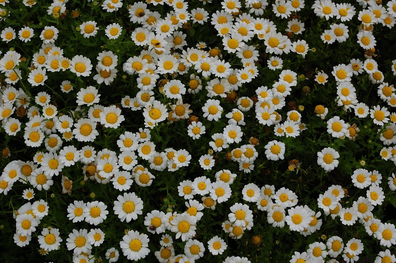 DSC_2679